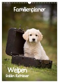 Familienplaner: Golden Retriever Welpen (Wandkalender 2024 DIN A3 hoch), CALVENDO Monatskalender - Anna Auerbach