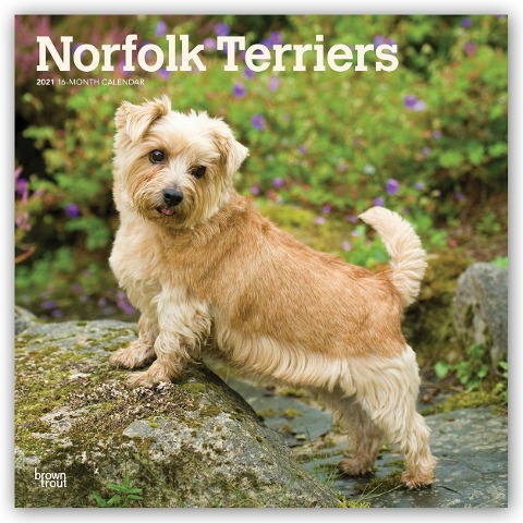 Norfolk Terriers 2021 - 18-Monatskalender mit freier DogDays-App - 