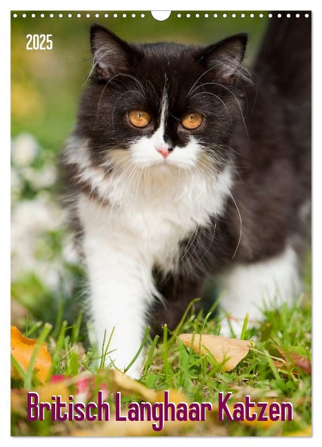 Britisch Langhaar Katzen (Wandkalender 2025 DIN A3 hoch), CALVENDO Monatskalender - Judith Dzierzawa