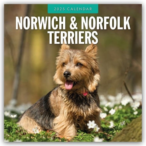 Norwich Terrier und Norfolk Terrier 2025 - 16-Monatskalender - 