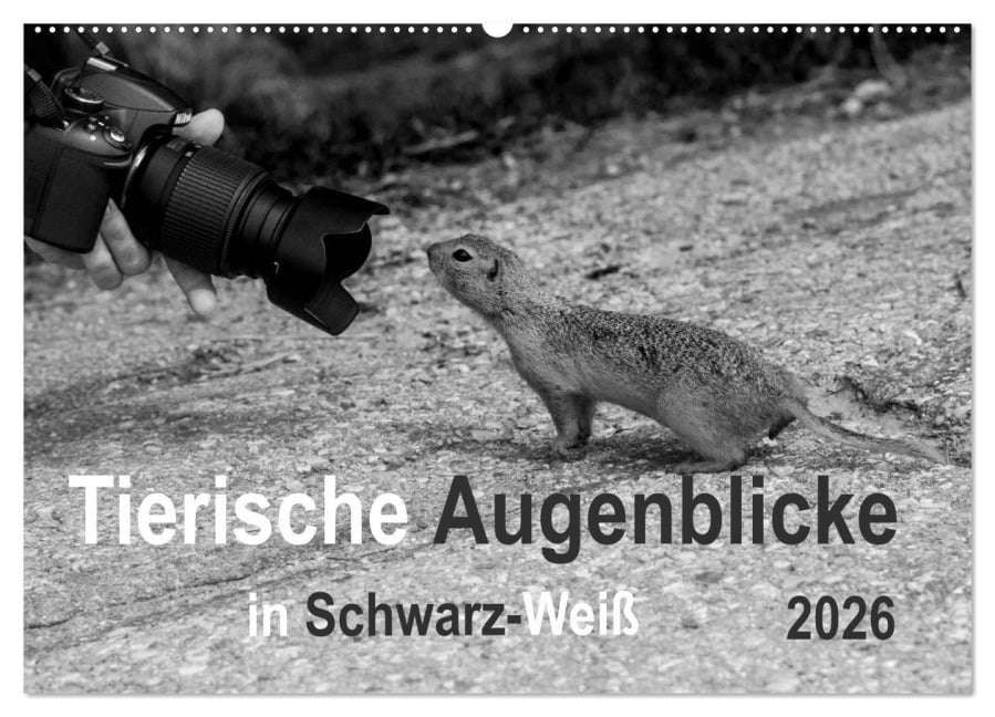 Tierische Augenblicke in Schwarz-Weiß (Wandkalender 2026 DIN A2 quer), CALVENDO Monatskalender - Marianne Drews