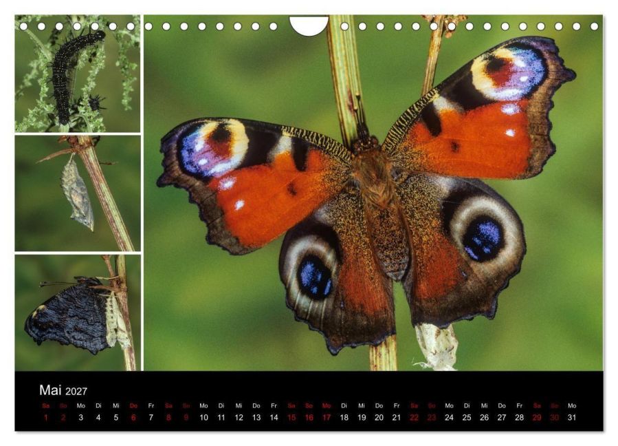 InsideView 10