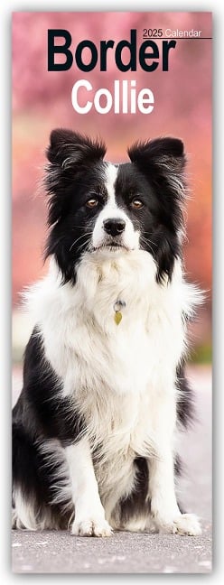 Border Collies 2025 - Avonside Publishing Ltd