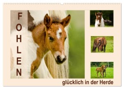 Fohlen, glücklich in der Herde (Wandkalender 2025 DIN A2 quer), CALVENDO Monatskalender - Brinja Schmidt