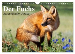 Der Fuchs. Bezaubernder Geselle (Wandkalender 2026 DIN A4 quer), CALVENDO Monatskalender - Elisabeth Stanzer