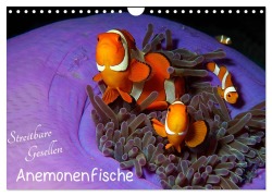 Cover-Bild zum Titel 'Anemonenfische - Streitbare Gesellen (Wandkalender 2026 DIN A4 quer), CALVENDO Monatskalender' von 'Ute Niemann'