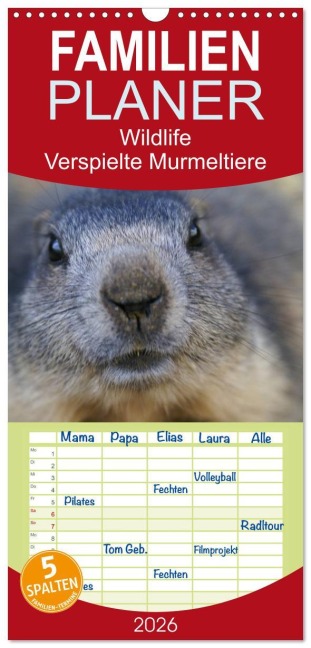 Familienplaner 2026 - Wildlife - Verspielte Murmeltiere mit 5 Spalten (Wandkalender, 21 x 45 cm) CALVENDO - Susan Michel CH