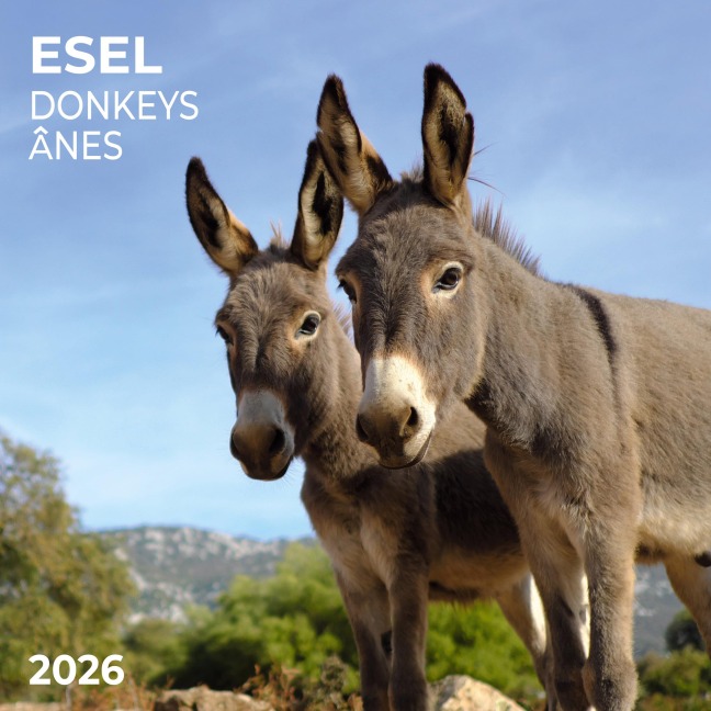 Esel/Donkey 2026 - 