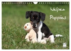 Welpen - Puppies (Wandkalender 2026 DIN A4 quer), CALVENDO Monatskalender - Jeanette Hutfluss