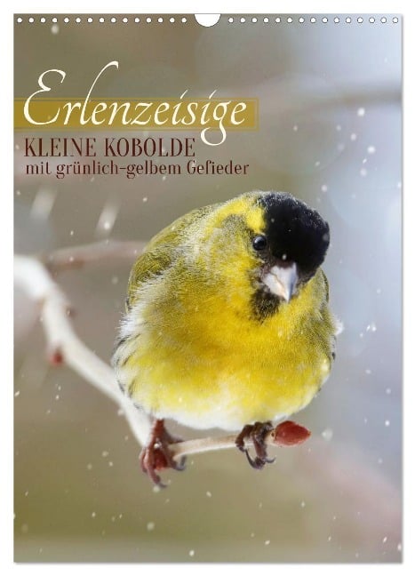 Erlenzeisige, kleine Kobolde (Wandkalender 2025 DIN A3 hoch), CALVENDO Monatskalender - Sabine Löwer