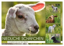 Cover-Bild zum Titel 'Niedliche Schäfchen (Wandkalender 2026 DIN A2 quer), CALVENDO Monatskalender' von 'Sabine Löwer'