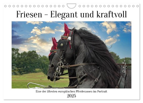 Friesen - elegant und kraftvoll (Wandkalender 2025 DIN A4 quer), CALVENDO Monatskalender - Claudia Kleemann