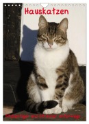 Cover-Bild zum Titel 'Hauskatzen (Wandkalender 2026 DIN A4 hoch), CALVENDO Monatskalender' von 'Antje Lindert-Rottke'