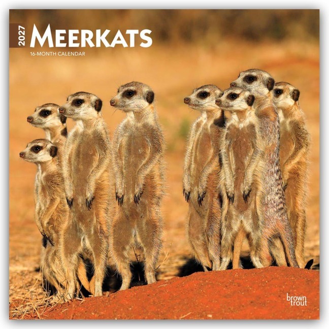 Meerkats - Erdmännchen 2027 - 16-Monatskalender - Browntrout Publishers