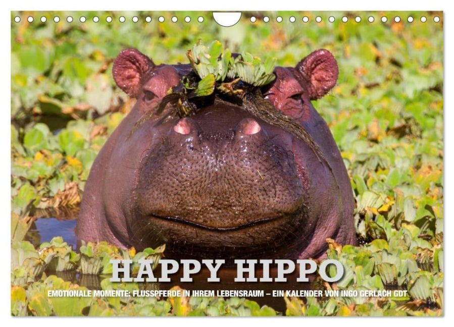Emotionale Momente. Happy Hippo / CH-Version (Wandkalender 2026 DIN A4 quer), CALVENDO Monatskalender - Ingo Gerlach GDT