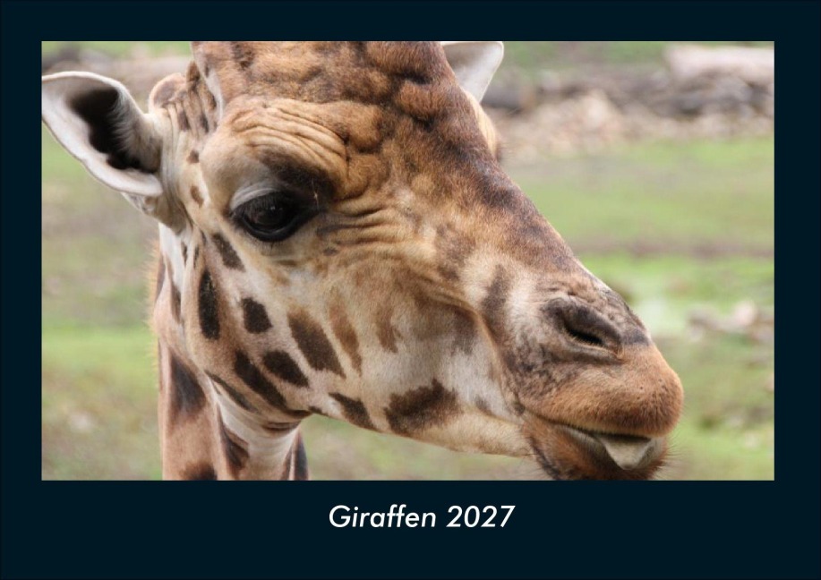 Giraffen 2027 Fotokalender DIN A4 - Tobias Schmitt, Kevin Heber