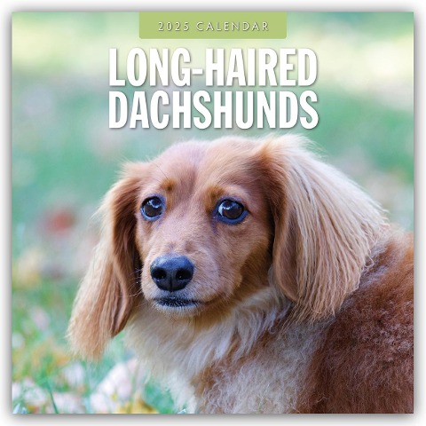 Long-Haired Dachshunds - Langhaardackel 2025 - 16-Monatskalender - 