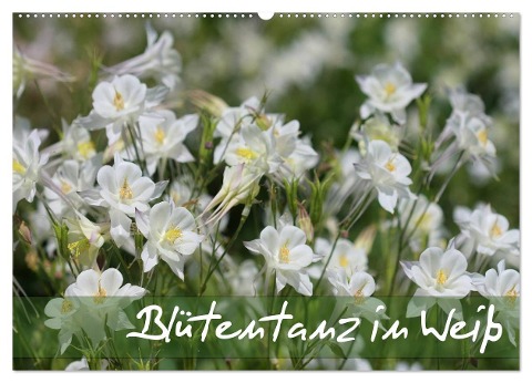 Blütentanz in Weiß (Wandkalender 2024 DIN A2 quer), CALVENDO Monatskalender - Gisela Kruse