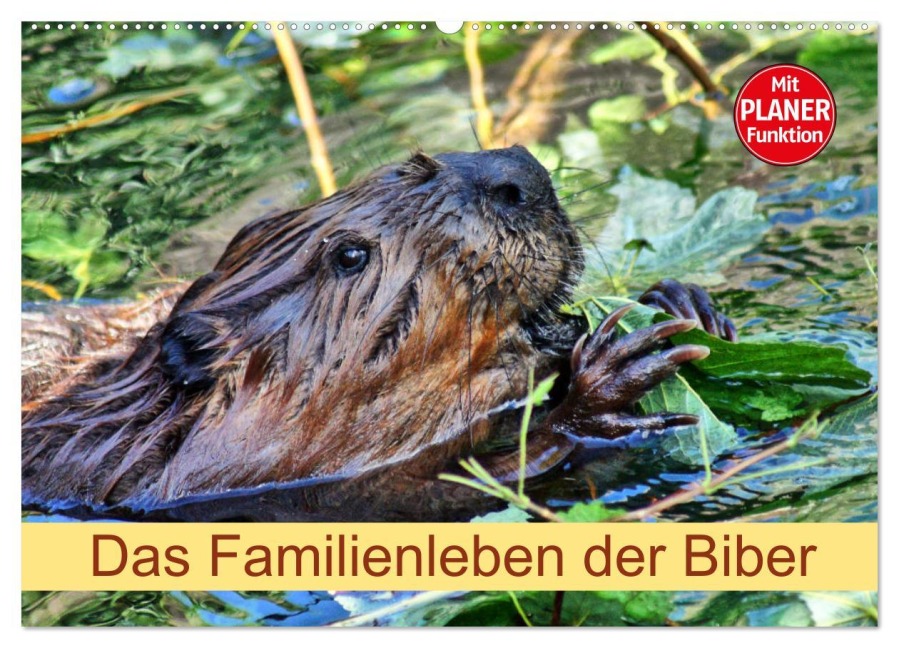 Das Familienleben der Biber (Wandkalender 2025 DIN A2 quer), CALVENDO Monatskalender - Kattobello Kattobello