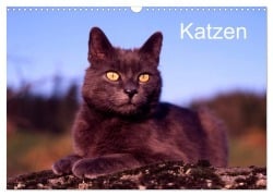 Cover-Bild zum Titel 'Katzen (Wandkalender 2027 DIN A3 quer), CALVENDO Monatskalender' von 'Mcphoto Werner Layer'