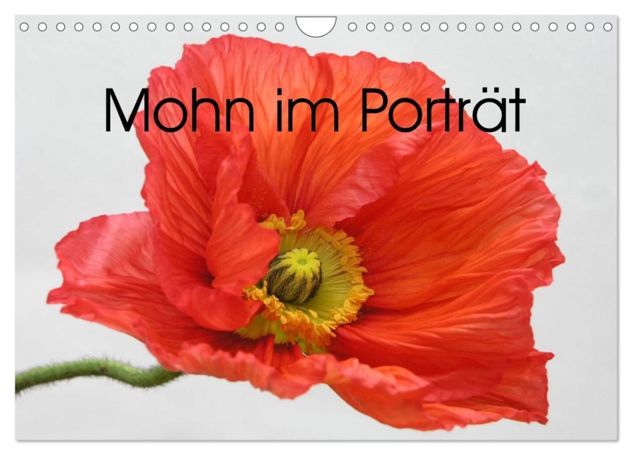 Mohn im Porträt (Wandkalender 2026 DIN A4 quer), CALVENDO Monatskalender - Gisela Kruse
