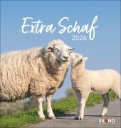 Extra Schaf Postkartenkalender 2026 - 