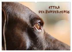 Attila, Der Hundekönig (Wandkalender 2025 DIN A2 quer), CALVENDO Monatskalender - Heike Hultsch