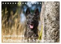 ausdrucksvolle Holländische Schäferhunde (Tischkalender 2024 DIN A5 quer), CALVENDO Monatskalender - Fotodesign Verena Scholze