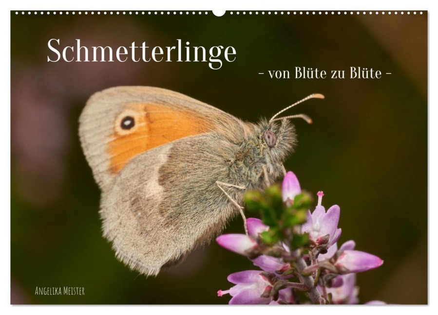 Schmetterlinge - von Blüte zu Blüte - (Wandkalender 2026 DIN A2 quer), CALVENDO Monatskalender - Angelika Meister