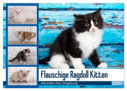 Flauschige Ragdoll Kitten (Wandkalender 2026 DIN A2 quer), CALVENDO Monatskalender - Fotodesign Verena Scholze