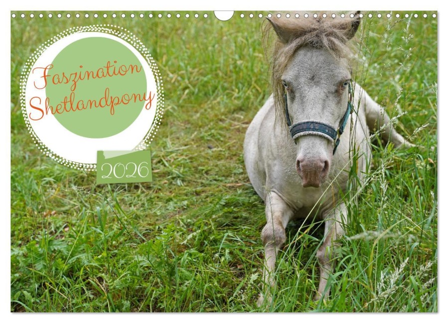 Faszination Shetlandpony (Wandkalender 2026 DIN A3 quer), CALVENDO Monatskalender - Babett Paul - Babetts Bildergalerie