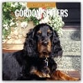 Gordon Setters - Gordon Setter 2025 - 16-Monatskalender - 