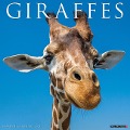 Giraffes 2025 12 X 12 Wall Calendar - Willow Creek Press