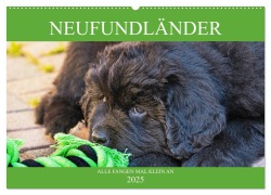 Neufundländer - Alle fangen mal klein an (Wandkalender 2025 DIN A2 quer), CALVENDO Monatskalender - Sigrid Starick