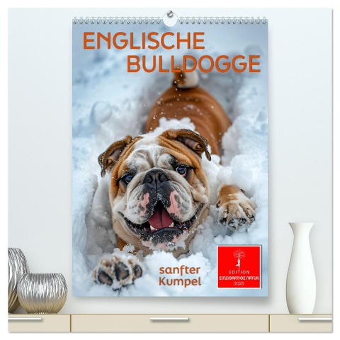 Englische Bulldogge - sanfter Kumpel (hochwertiger Premium Wandkalender 2025 DIN A2 hoch), Kunstdruck in Hochglanz - Peter Roder