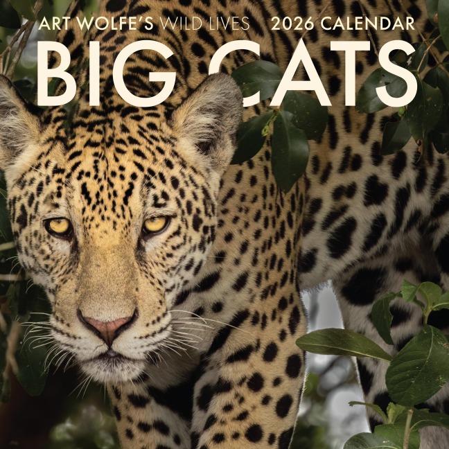 2026 Big Cats Wall Calendar - Art Wolfe