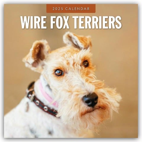 Wire Fox Terriers - Drahthaar Foxterrier 2025 - 16-Monatskalender - 