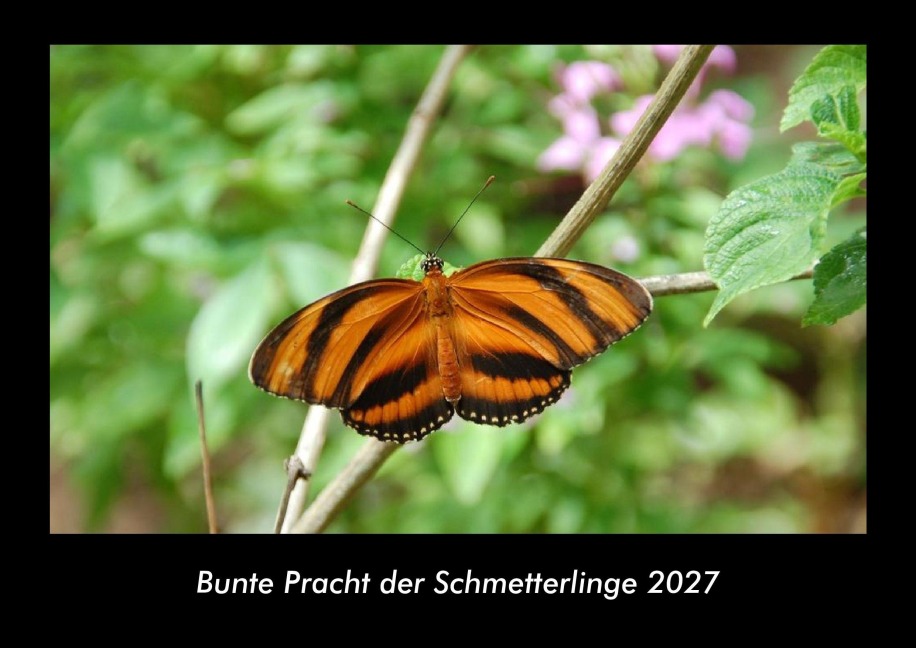 Bunte Pracht der Schmetterlinge 2027 Fotokalender DIN A3 - Tobias Schmitt, Kevin Heber