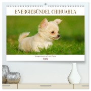 Cover-Bild zum Titel 'Enegiebündel Chihuahua - Temperament auf vier Pfoten (hochwertiger Premium Wandkalender 2026 DIN A2 quer), Kunstdruck in Hochglanz' von 'Sigrid Starick'
