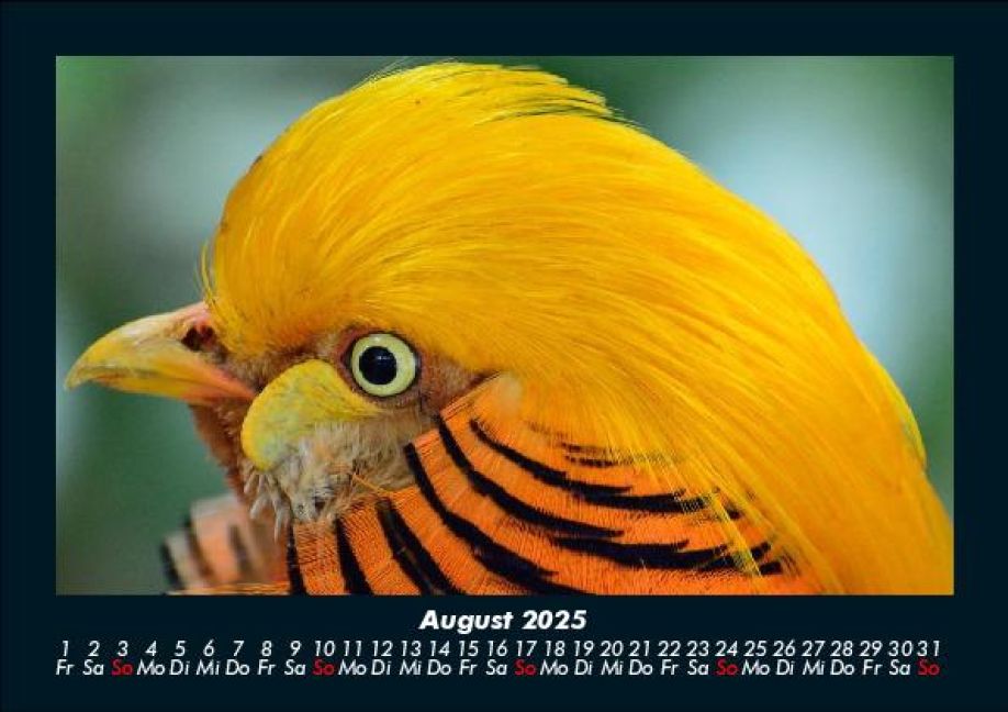 InsideView 12