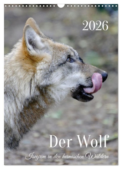 Der Wolf - Isegrim in den heimischen Wäldern - Kalender 2026 (Wandkalender 2026 DIN A3 hoch), CALVENDO Monatskalender - Angela Rohde