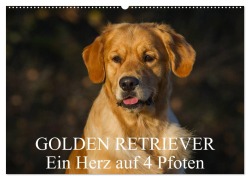 Cover-Bild zum Titel 'Golden Retriever - Ein Herz auf 4 Pfoten (Wandkalender 2026 DIN A2 quer), CALVENDO Monatskalender' von 'Sigrid Starick'