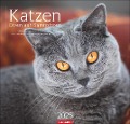 Katzen - Diven auf Samtpfoten Kalender 2025 - Diven auf Samtpfoten - 