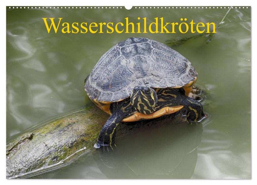 Wasserschildkröten (Wandkalender 2026 DIN A2 quer), CALVENDO Monatskalender - Klaudia Kretschmann