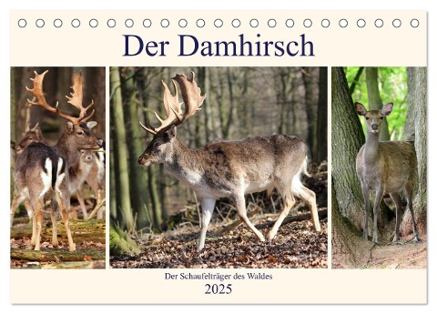 Der Damhirsch - Der Schaufelträger des Waldes (Tischkalender 2025 DIN A5 quer), CALVENDO Monatskalender - Arno Klatt