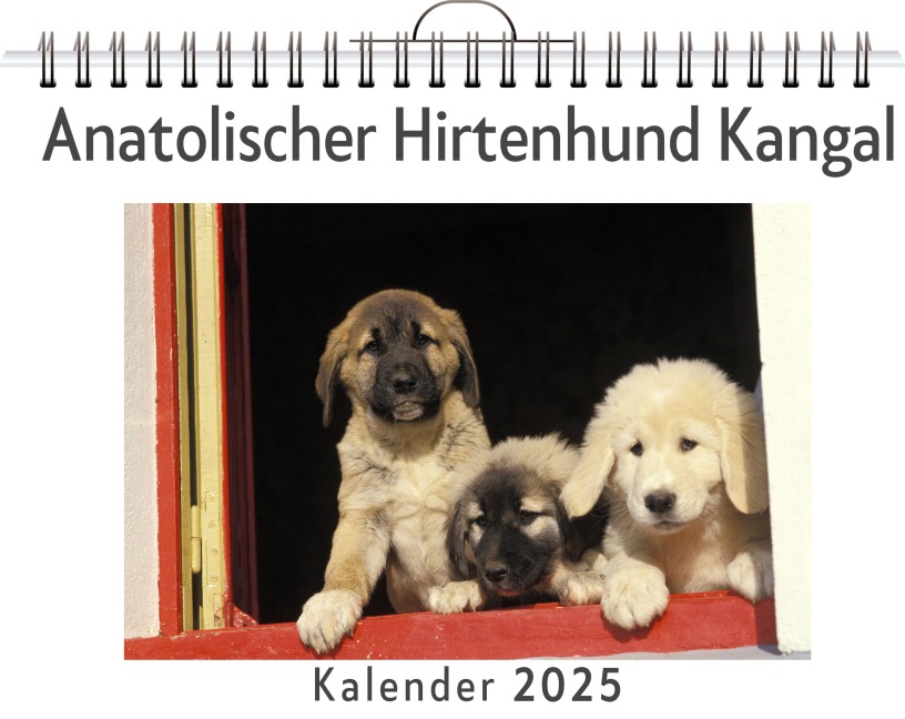 Anatolischer Hirtenhund Kangal - Luisa Schneider