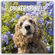 Cover-Bild zum Titel 'Cocker Spaniels - Cocker Spaniel 2027 - 16-Monatskalender' von 'Robin Red'
