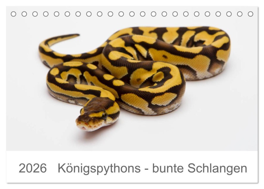 Königspythons - bunte Schlangen (Tischkalender 2026 DIN A5 quer), CALVENDO Monatskalender - Werner Lang