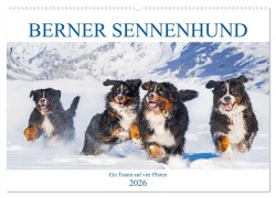 Berner Sennenhund - Ein Traum auf vier Pfoten (Wandkalender 2026 DIN A2 quer), CALVENDO Monatskalender - Sigrid Starick