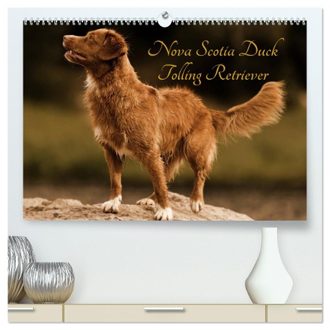 Nova Scotia Duck Tolling Retriever (hochwertiger Premium Wandkalender 2024 DIN A2 quer), Kunstdruck in Hochglanz - Beatrice Müller Hundefotowerk